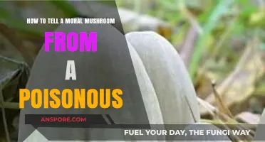 Safely Foraging: Spotting Moral Mushrooms vs. Poisonous Lookalikes