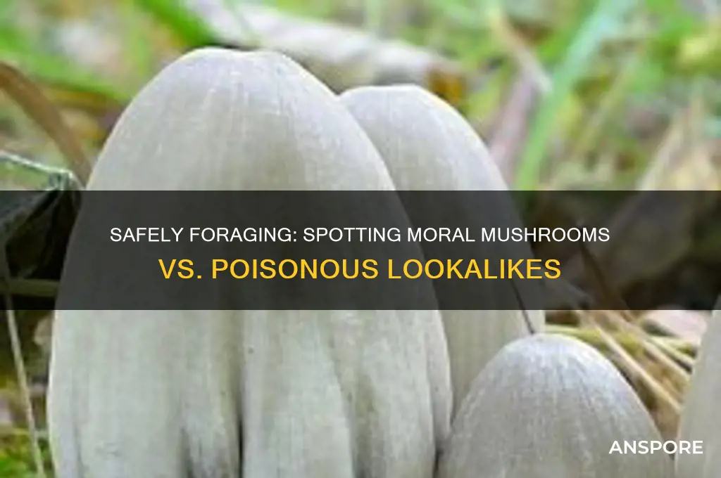 how to tell a moral mushroom from a poisonous