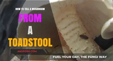 Mushrooms vs. Toadstools: Key Differences and How to Identify Them
