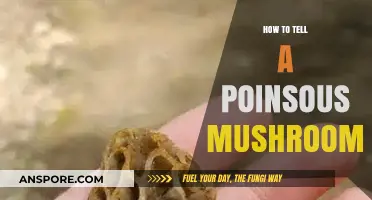 Identifying Deadly Mushrooms: A Guide to Spotting Poisonous Varieties Safely