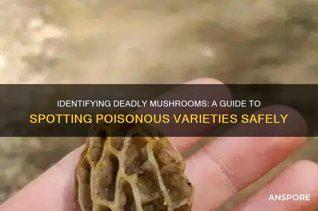 how to tell a poinsous mushrooms