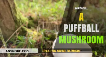 Identifying Puffball Mushrooms: A Beginner's Guide to Spotting These Fungi