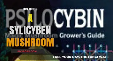 Identifying Psilocybin Mushrooms: A Beginner's Guide to Spotting the Signs