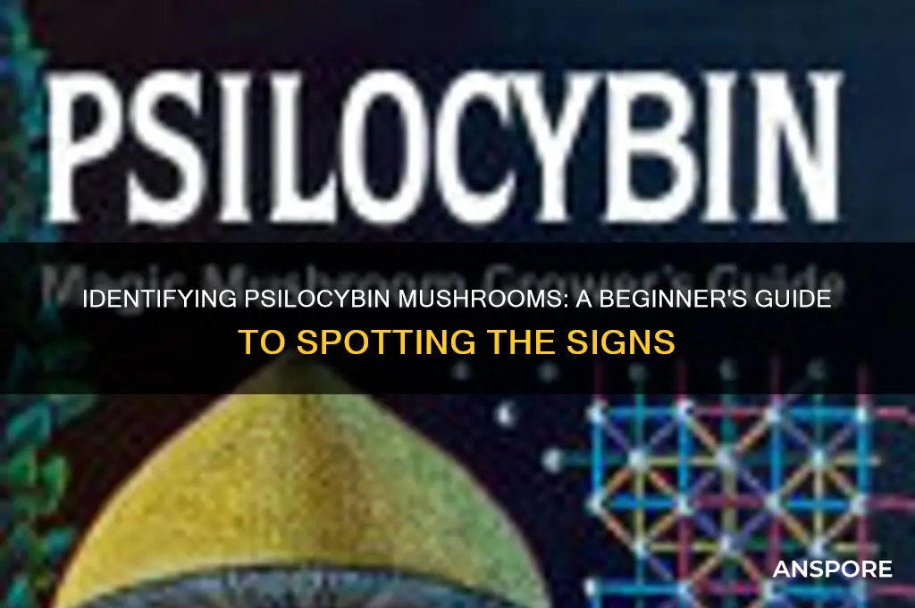 how to tell a sylicyben mushroom