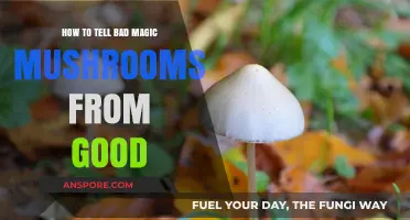 Identifying Quality: How to Spot Bad vs. Good Magic Mushrooms