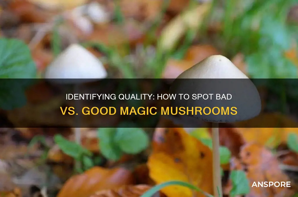 how to tell bad magic mushrooms from good