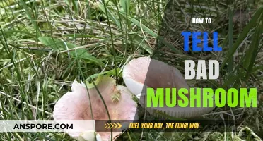 Identifying Toxic Mushrooms: A Guide to Spotting Dangerous Fungi Safely