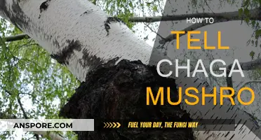 Identifying Chaga Mushrooms: A Quick Guide