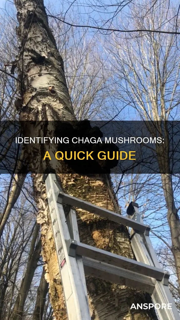 how to tell chaga mushroom