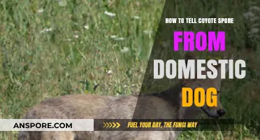 Identifying Coyote Scat vs. Domestic Dog Droppings: A Comprehensive Guide