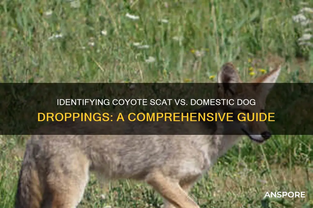 how to tell coyote spore from domestic dog