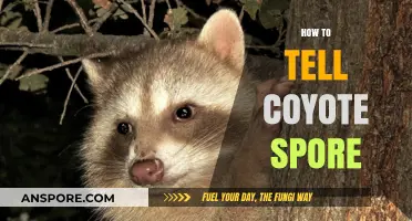 Identifying Coyote Spores: A Comprehensive Guide to Spotting the Signs