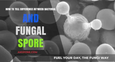 Bacterial vs. Fungal Spores: Key Differences and Identification Tips