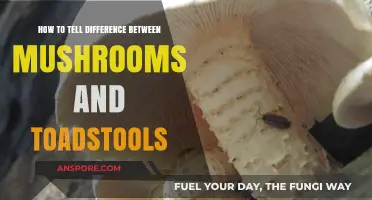 Mushrooms vs. Toadstools: Key Differences and How to Identify Them