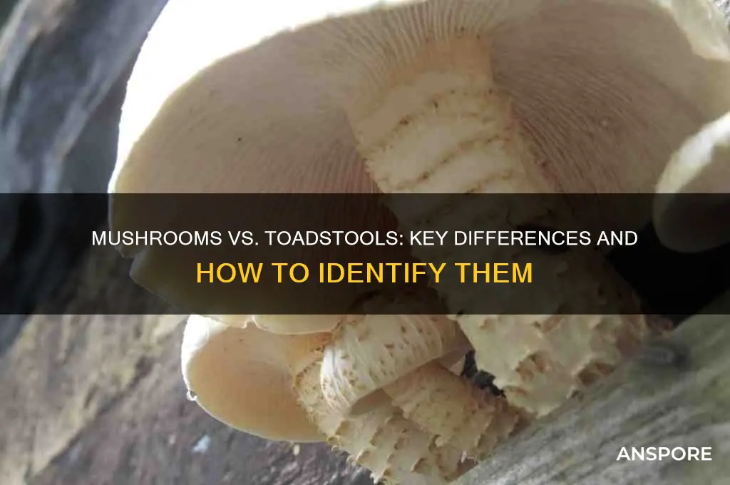how to tell difference between mushrooms and toadstools