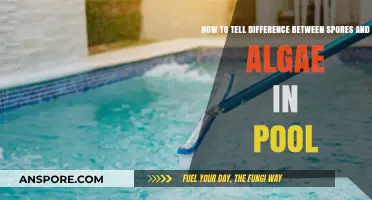 Spores vs. Algae: Identifying Pool Contaminants for Clear Water