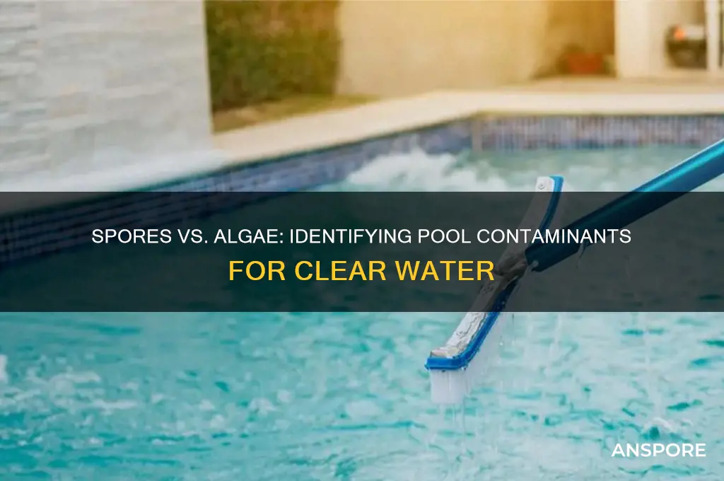 how to tell difference between spores and algae in pool