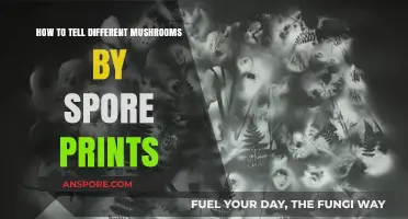 Identifying Mushrooms: A Beginner's Guide to Spore Print Analysis