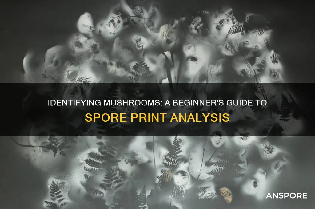 how to tell different mushrooms by spore prints