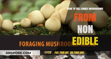 Safely Foraging Mushrooms: Key Tips to Identify Edible Varieties