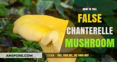 Identifying Impostors: Spotting False Chanterelle Mushrooms in the Wild