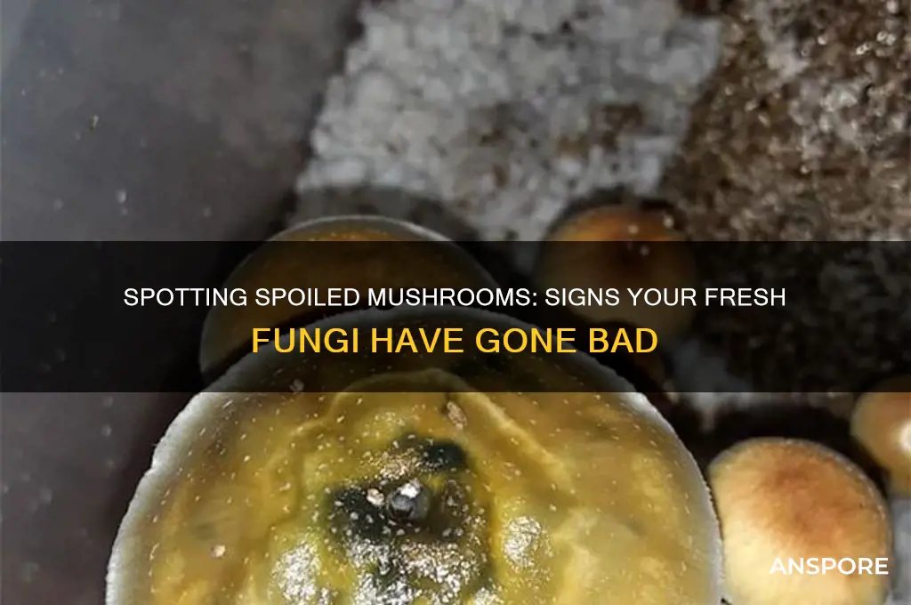 how to tell fresh mushrooms went nad
