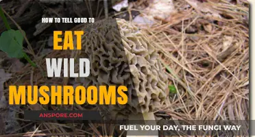 Safely Identifying Delicious Wild Mushrooms: A Beginner's Guide to Foraging