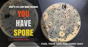 Counting Spore Colonies: Accurate Methods to Determine Your Colony Count