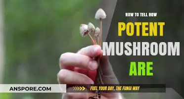 Identifying Mushroom Potency: A Guide to Gauging Psilocybin Strength