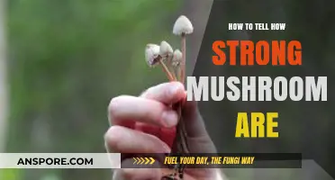 Identifying Potency: A Guide to Gauging Mushroom Strength Safely
