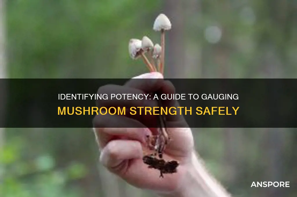 how to tell how strong mushrooms are