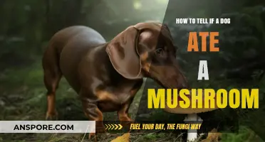 Identifying Mushroom Poisoning in Dogs: Symptoms and Immediate Actions