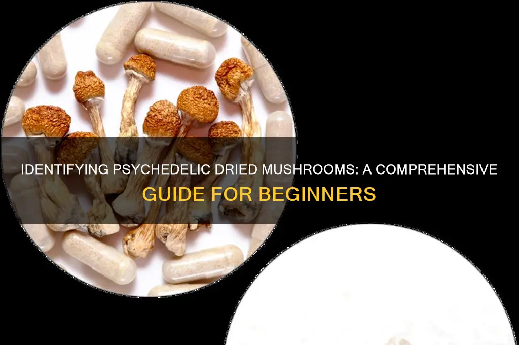 how to tell if a dried mushroom is psychedelic