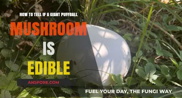 Identifying Edible Giant Puffball Mushrooms: A Safe Foraging Guide