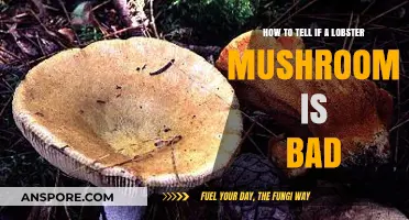 Identifying Spoiled Lobster Mushrooms: Signs of Bad Quality and Safety