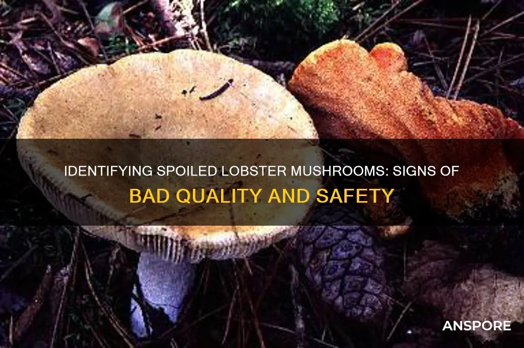 how to tell if a lobster mushroom is bad