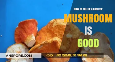 Identifying Fresh Lobster Mushrooms: Tips for Perfect Culinary Selection