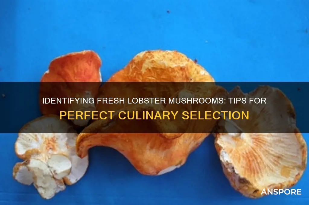 how to tell if a lobster mushroom is good