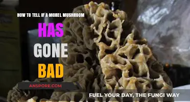 Identifying Spoiled Morel Mushrooms: Signs of Decay and Safety Tips