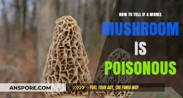 Identifying Poisonous Morel Mushrooms: Essential Tips for Safe Foraging