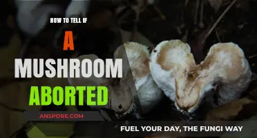 Identifying Aborted Mushrooms: Key Signs and Characteristics to Look For