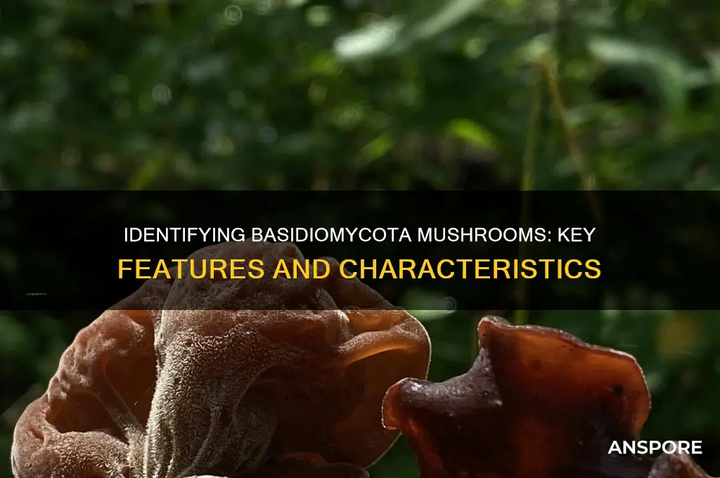 how to tell if a mushroom is a basidiomycota