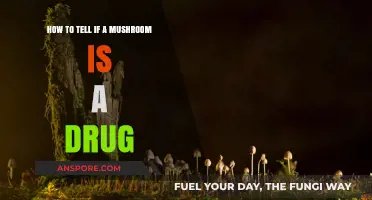 Identifying Psychedelic Mushrooms: A Guide to Spotting Drug-Containing Fungi