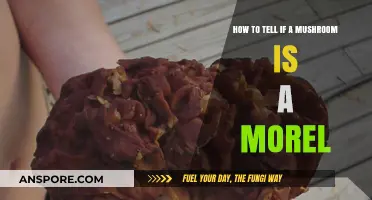 Identifying Morel Mushrooms: Key Features and Safe Foraging Tips