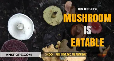 Identifying Edible Mushrooms: A Safe Guide to Foraging and Eating