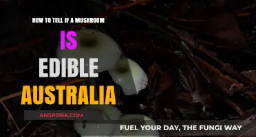 Identifying Edible Mushrooms in Australia: A Safe Foraging Guide