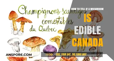 Identifying Edible Mushrooms in Canada: A Safe Foraging Guide
