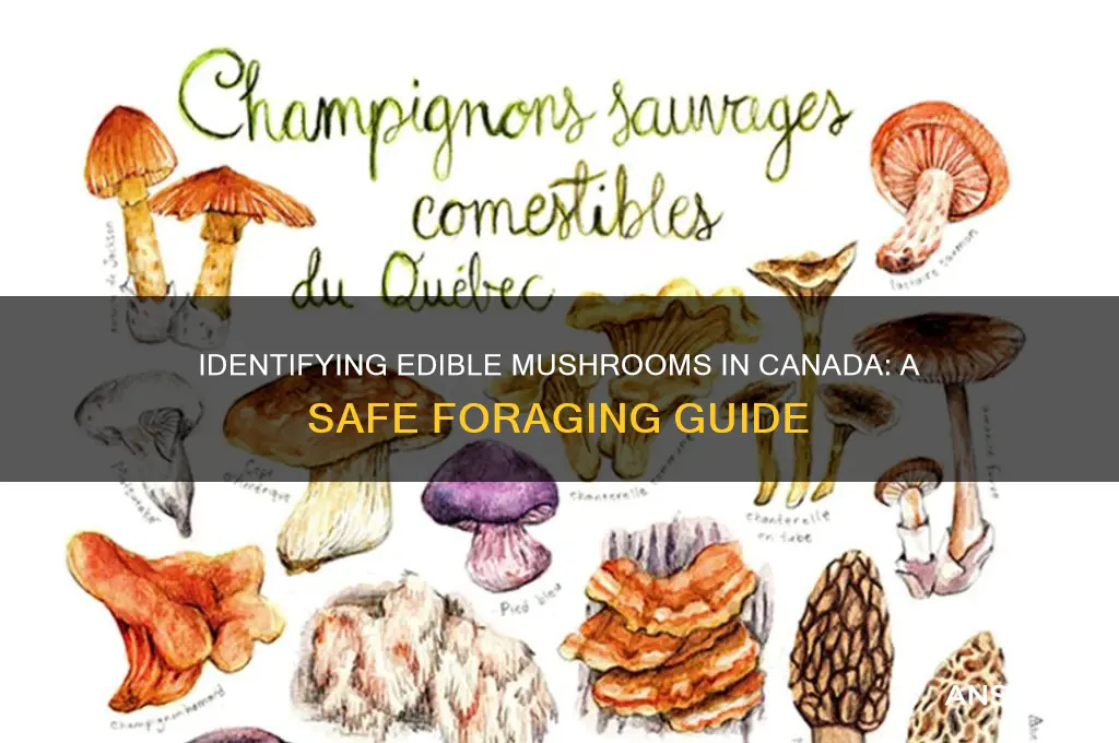 how to tell if a mushroom is edible canada
