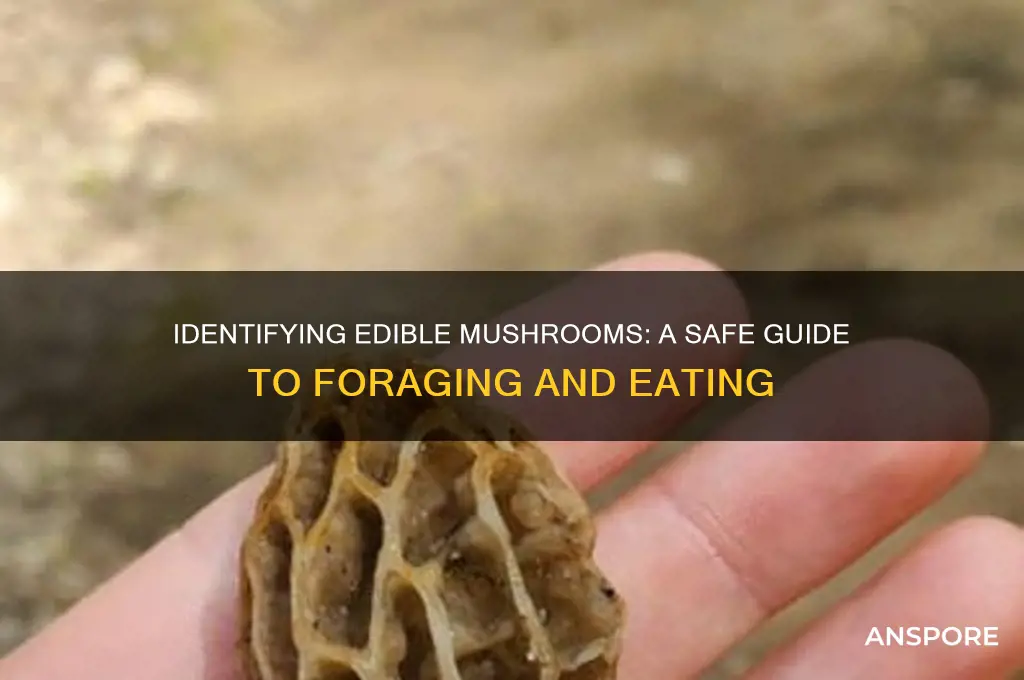 how to tell if a mushroom is good to eat