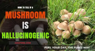 Identifying Hallucinogenic Mushrooms: A Guide to Spotting Psychedelic Species
